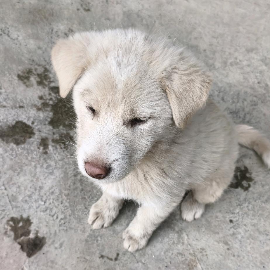 我和我家的大白