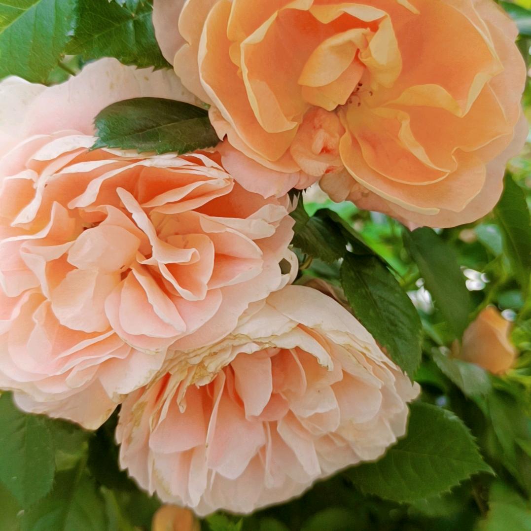 一生爱你永远不变❤🌹