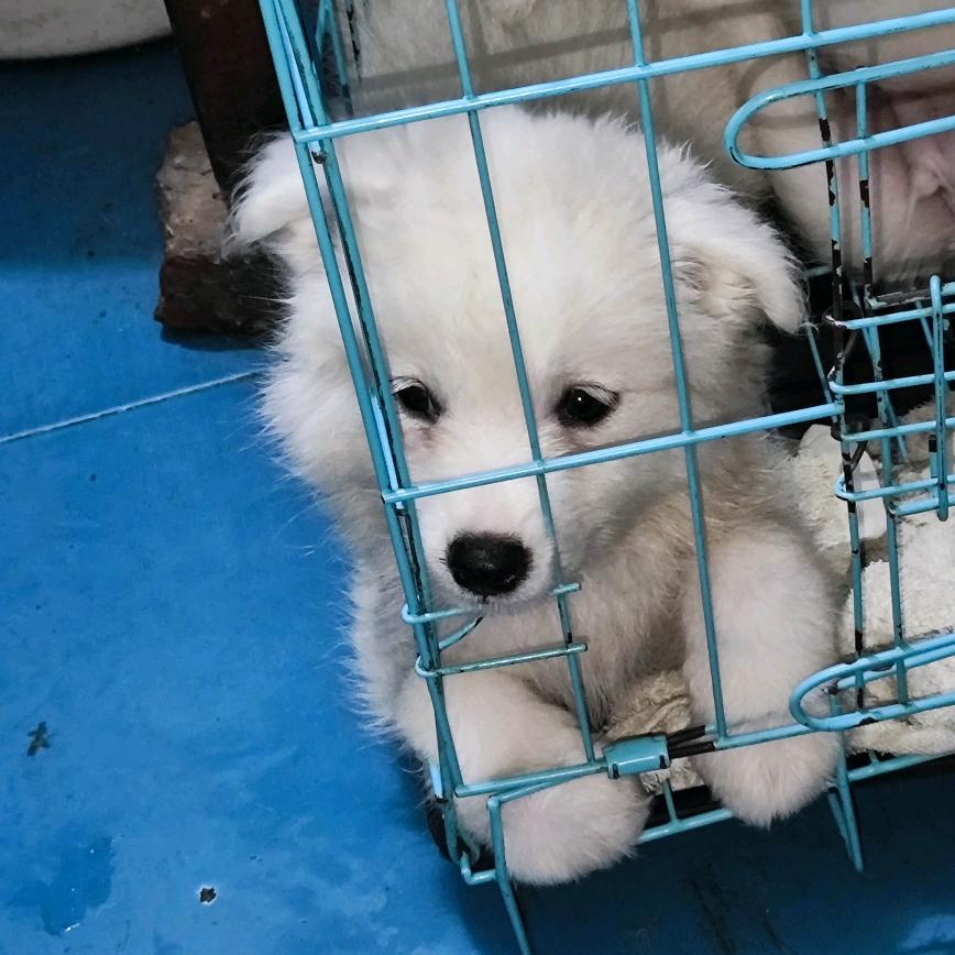 彦痴情