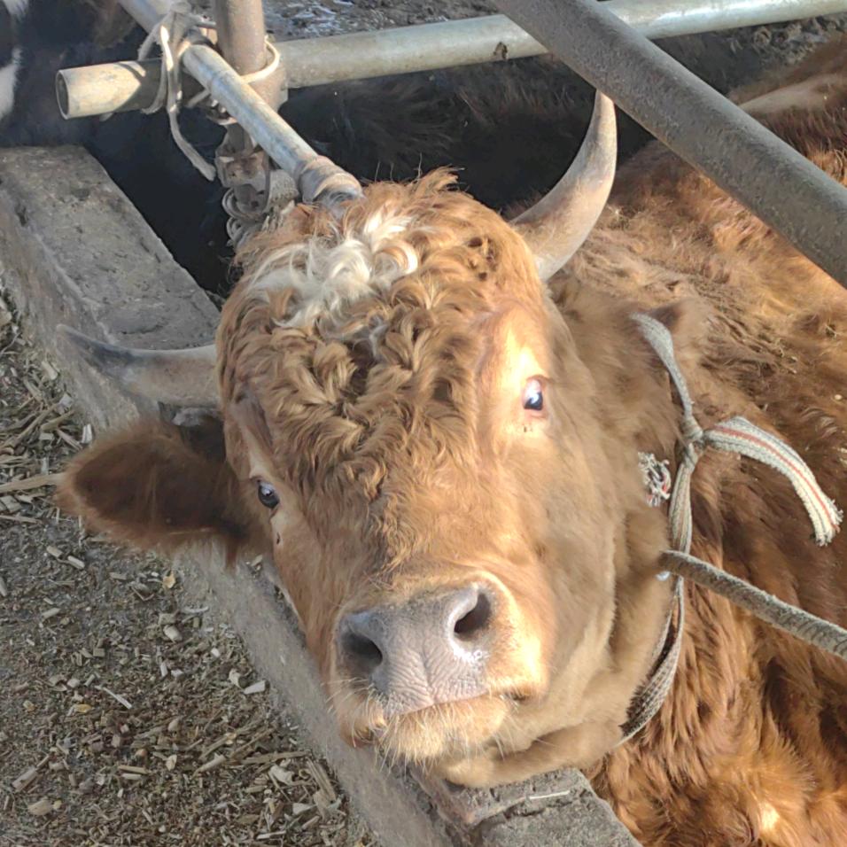 🐮🐮🐮🐮