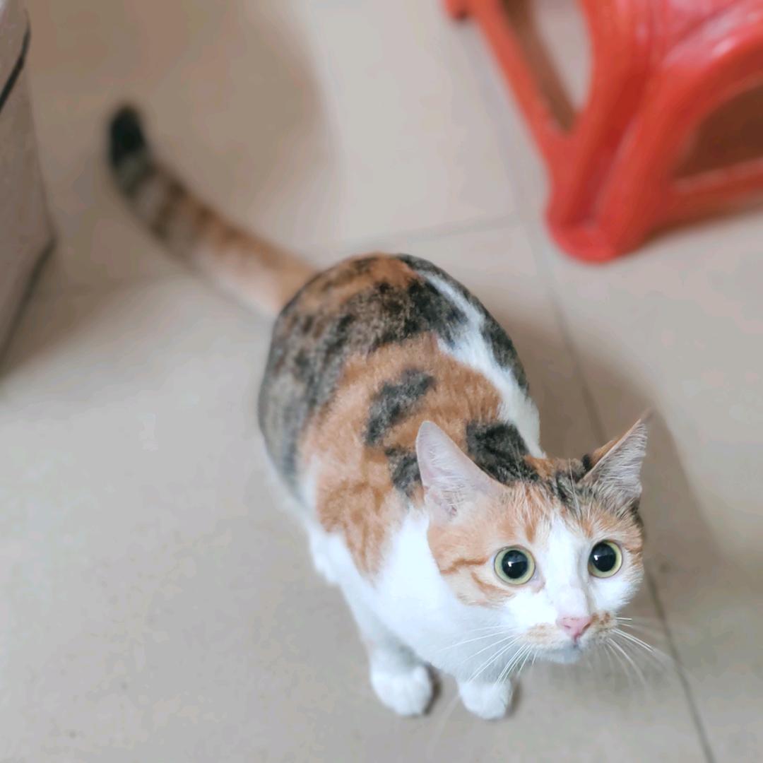 喵星人🐈🐾花花