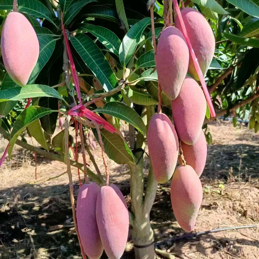 万氏达果蔬贸易有限公司