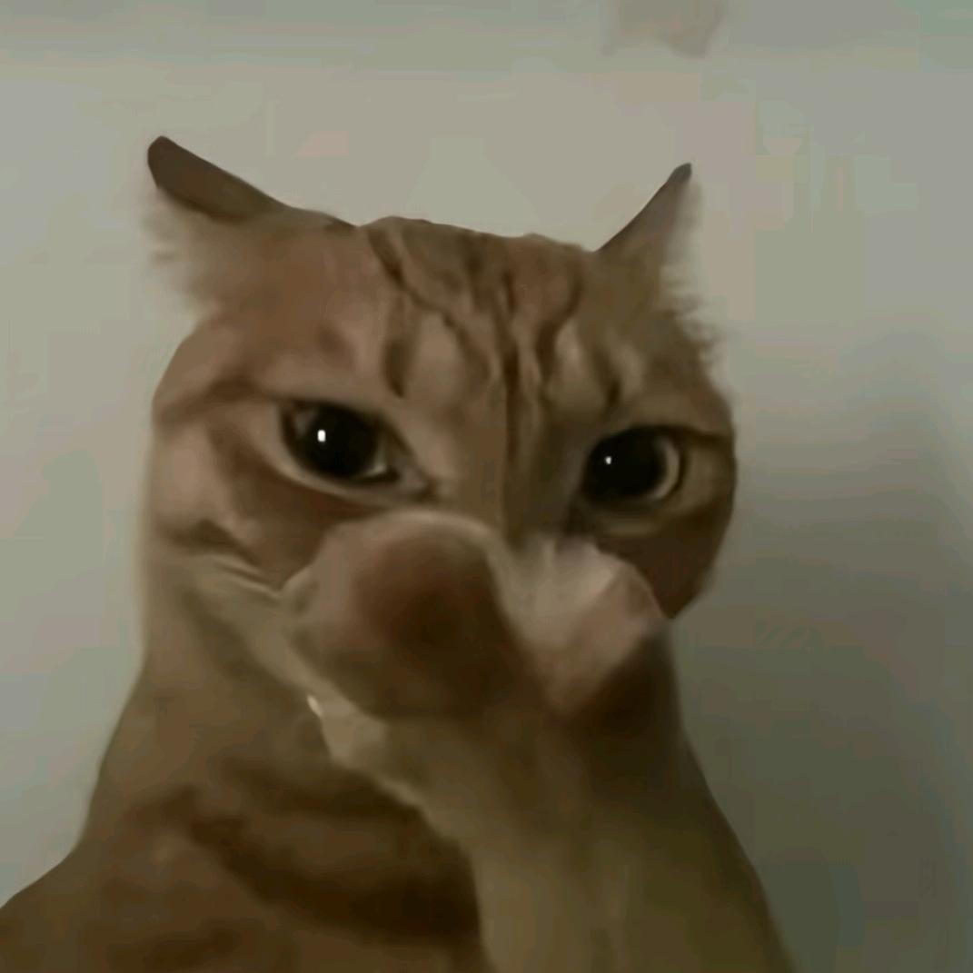 to猫to