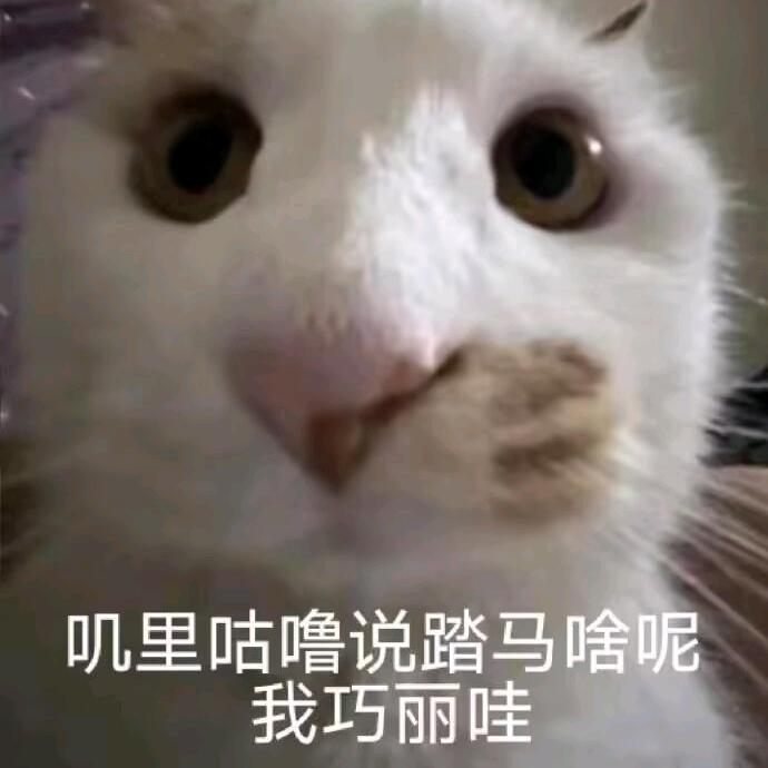 是只也