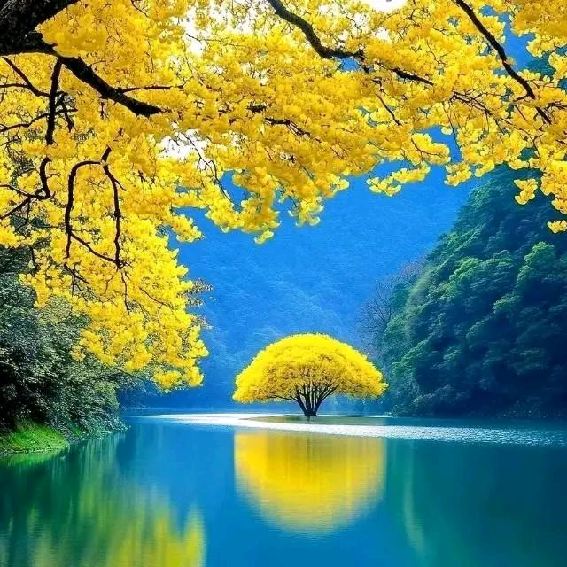 海￥￥鸥
