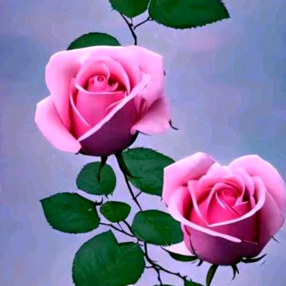 阳光哥🌹