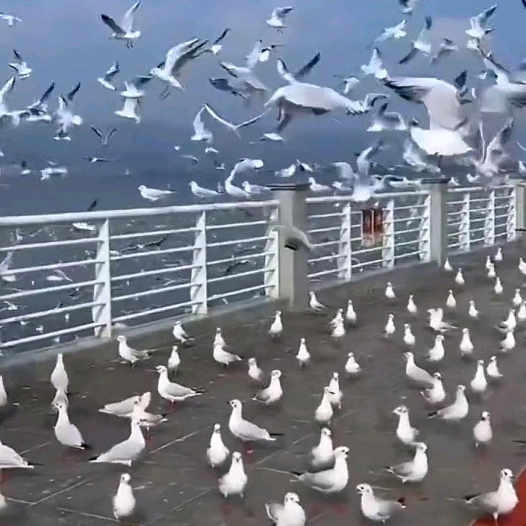 滴滴师机，可承接包车业务哦