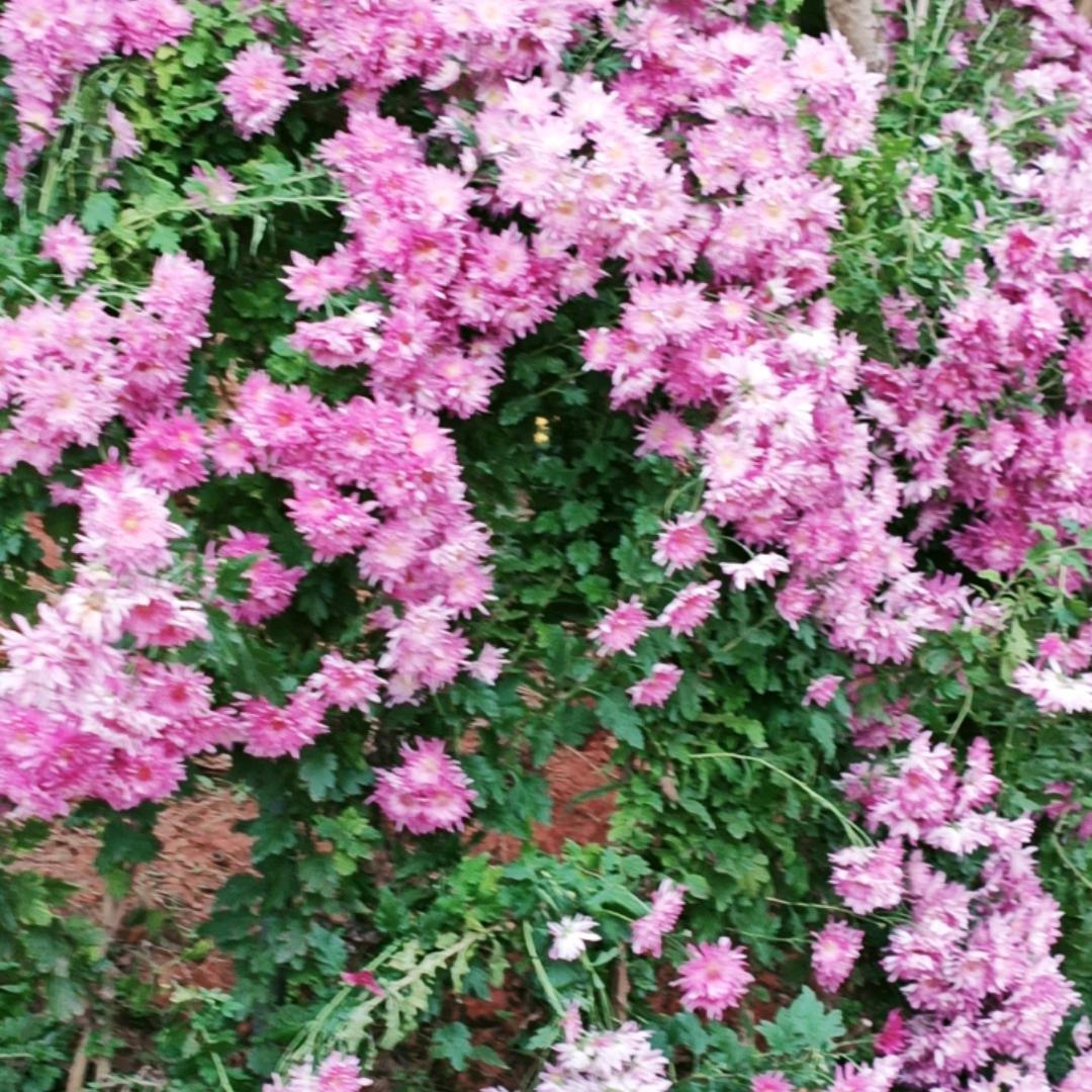 🌹时间❤️煮雨🌹