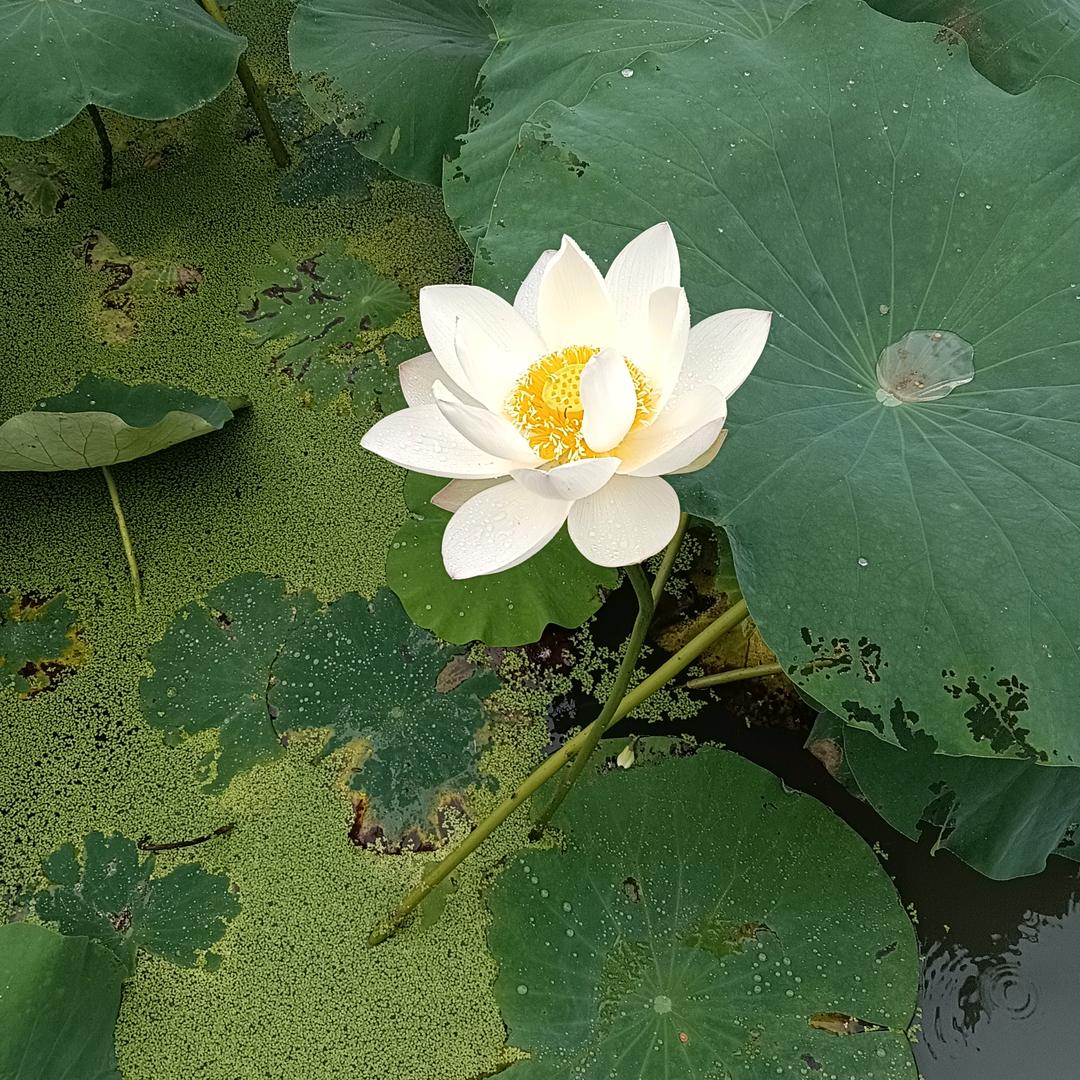 陈从慧