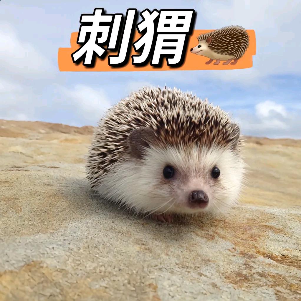 刺猬养殖福隆康