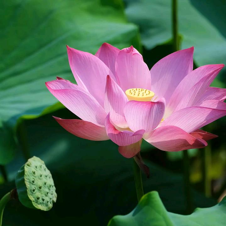 大凤🌸