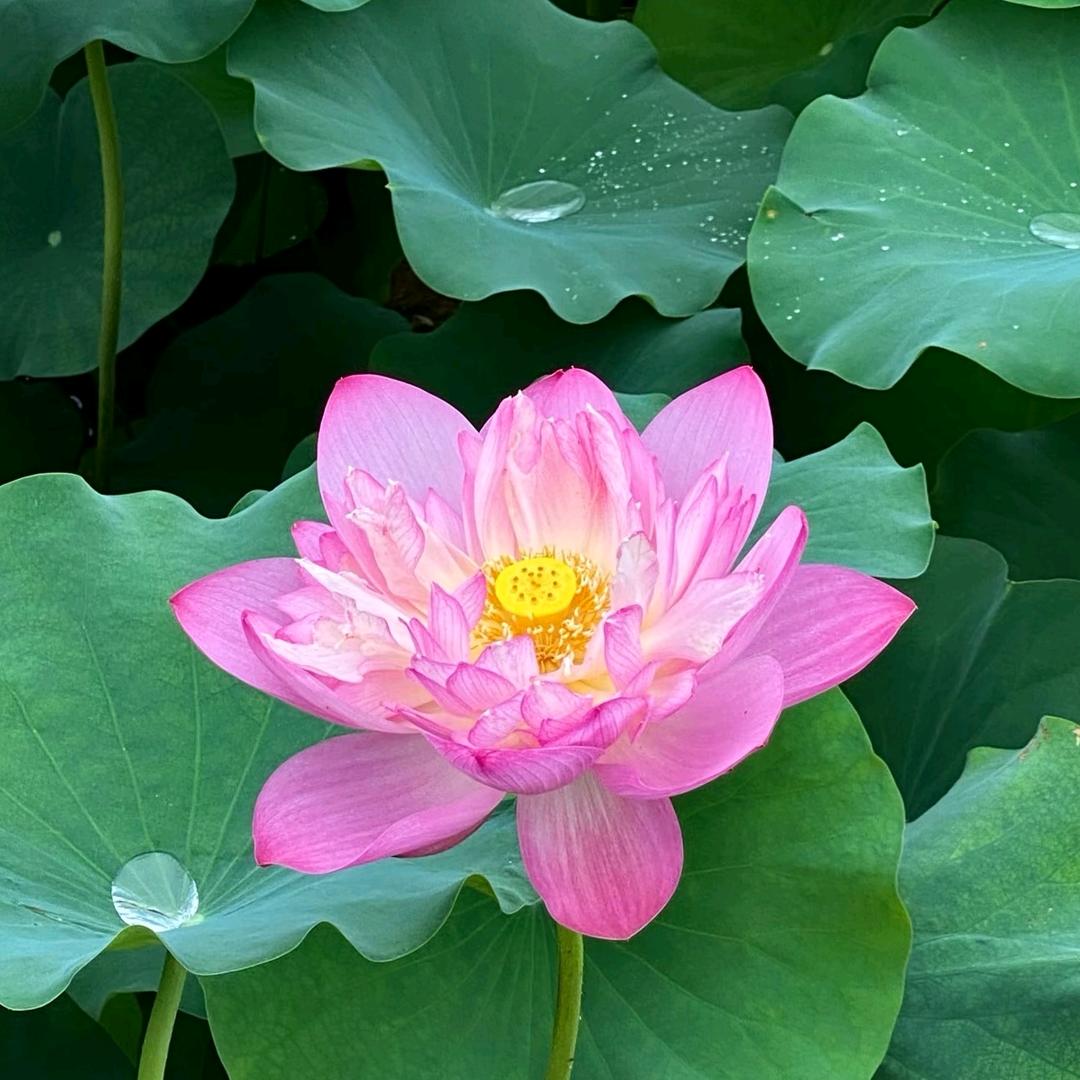 真源牛肉汤（石岛开发区店）