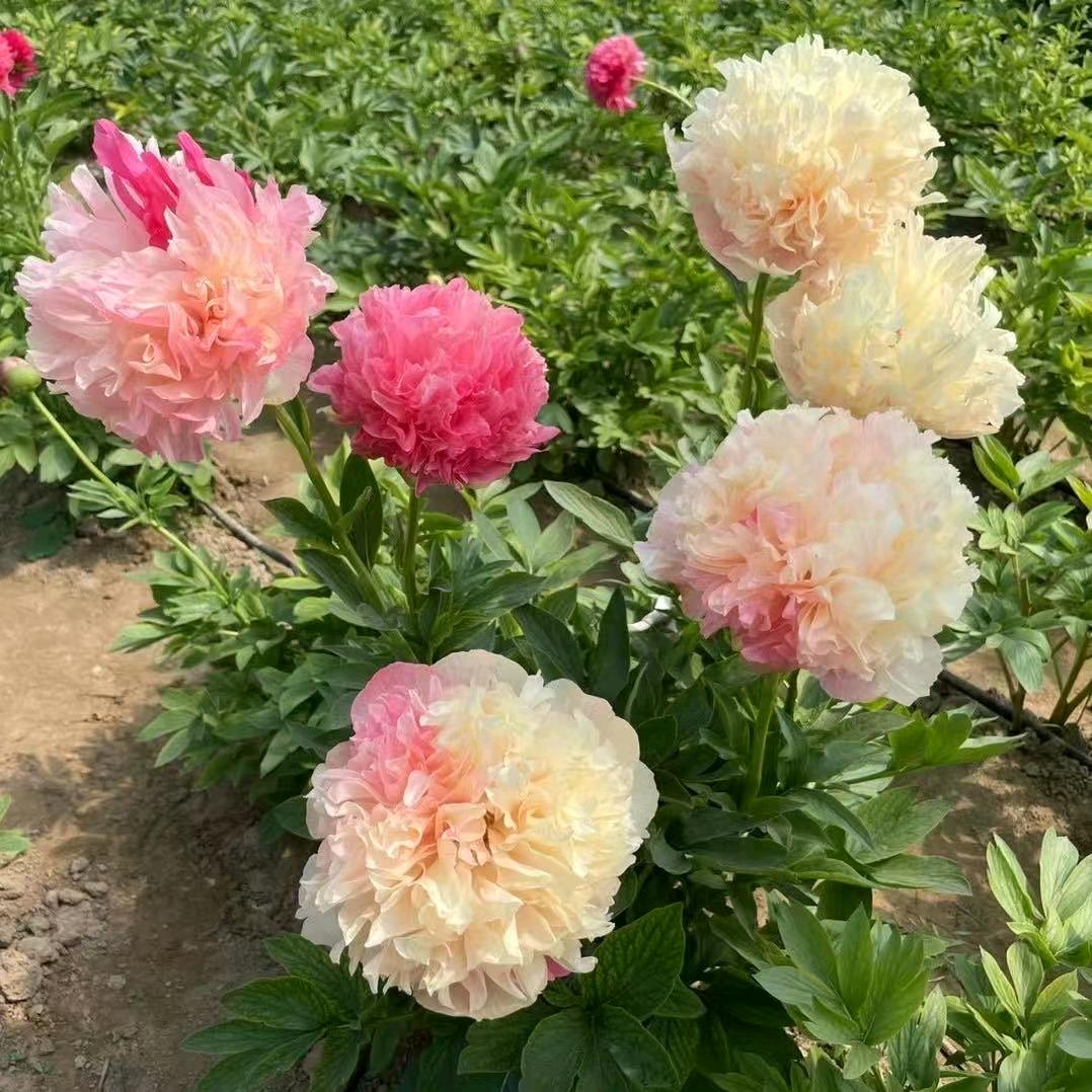 路易斯牡丹花卉园艺