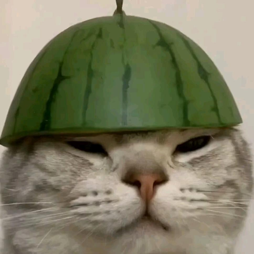 绿皮西瓜猫