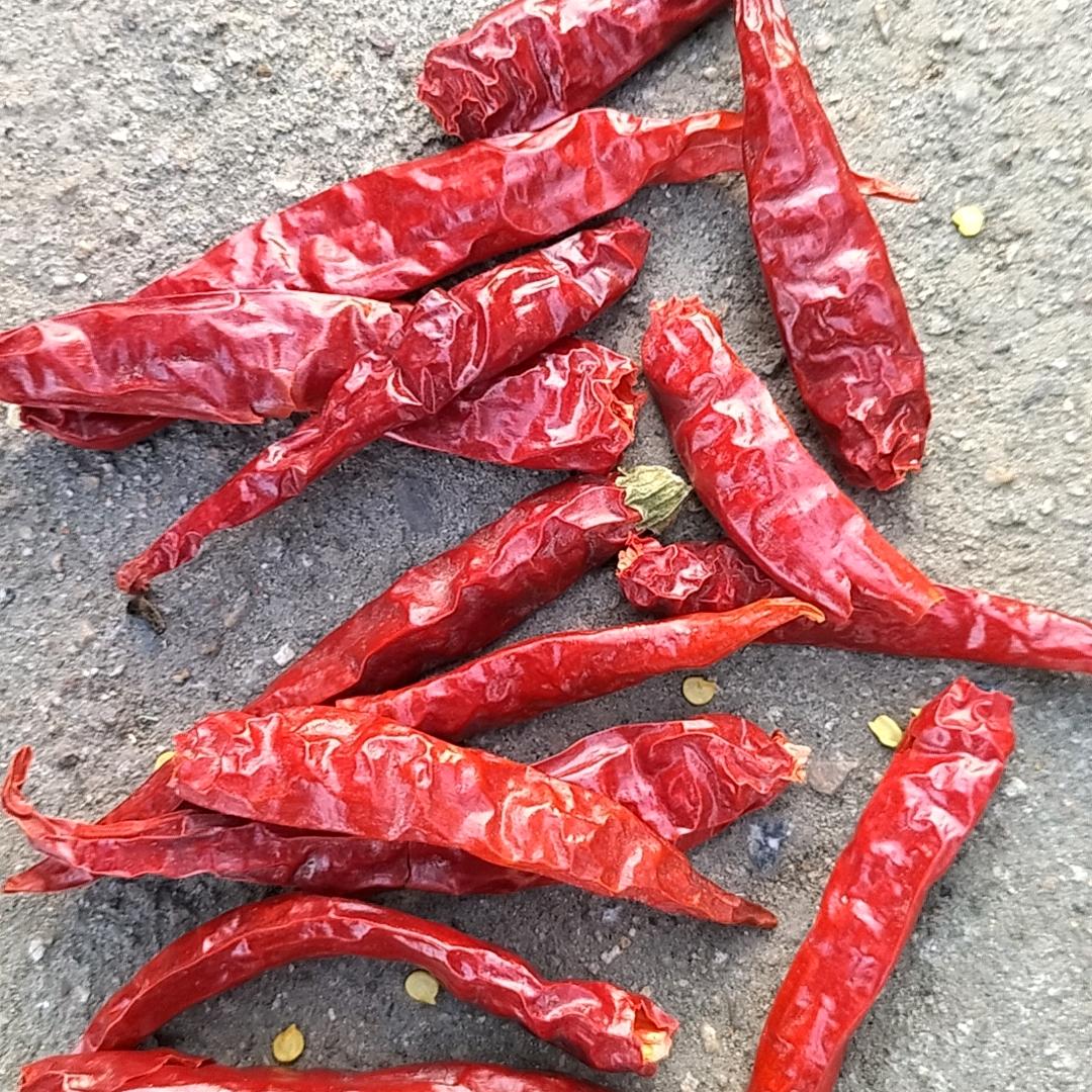 黄杨树之恋