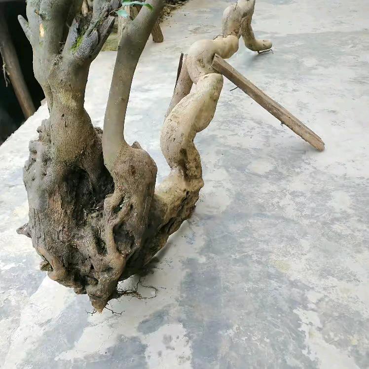 天天优选金弹子盆景园