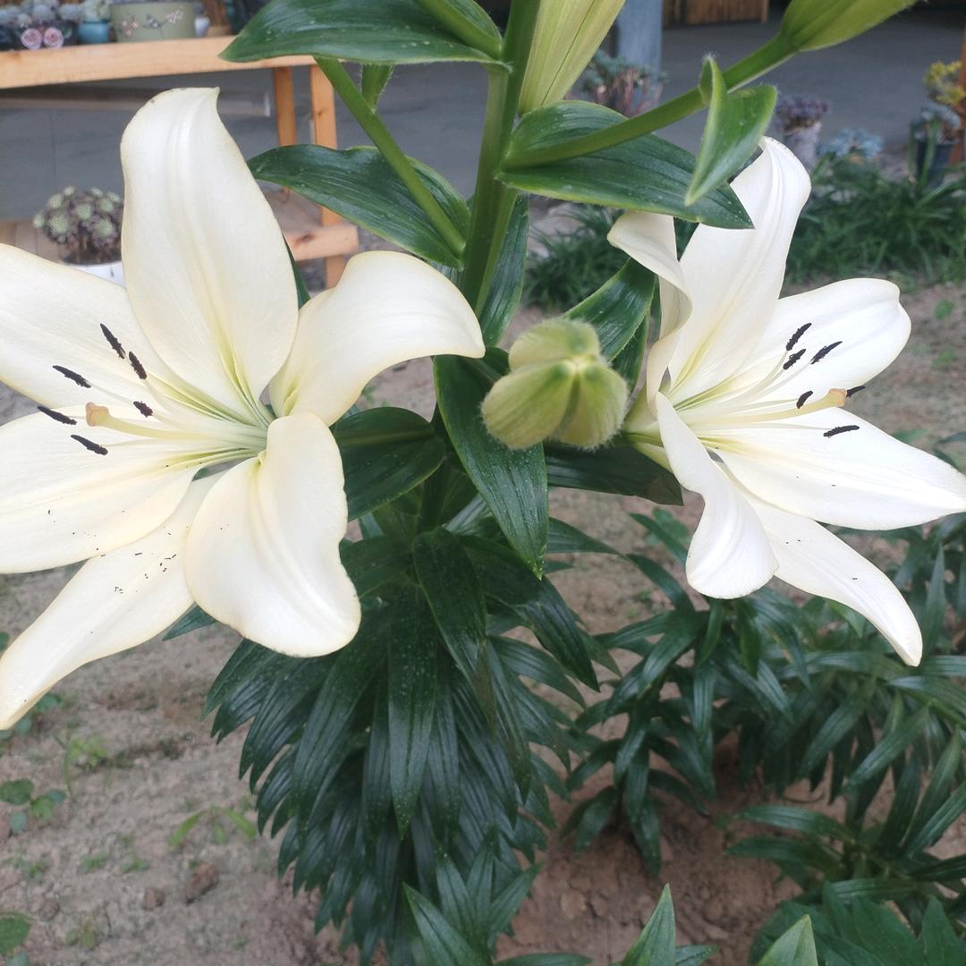 ꧔ꦿ࿐้谭玩蓝月闫究生💕 ❧