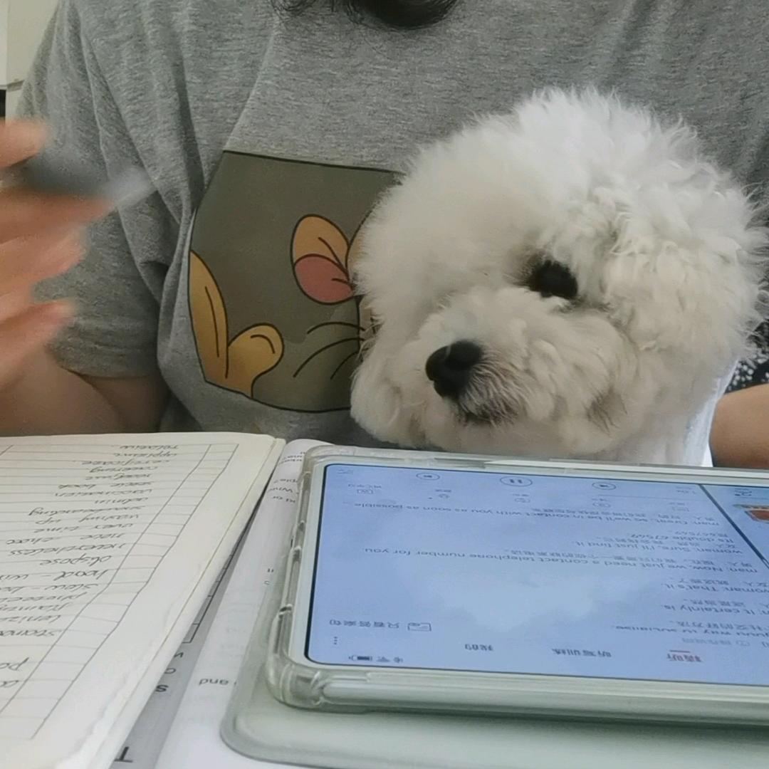 莱米从来不学习