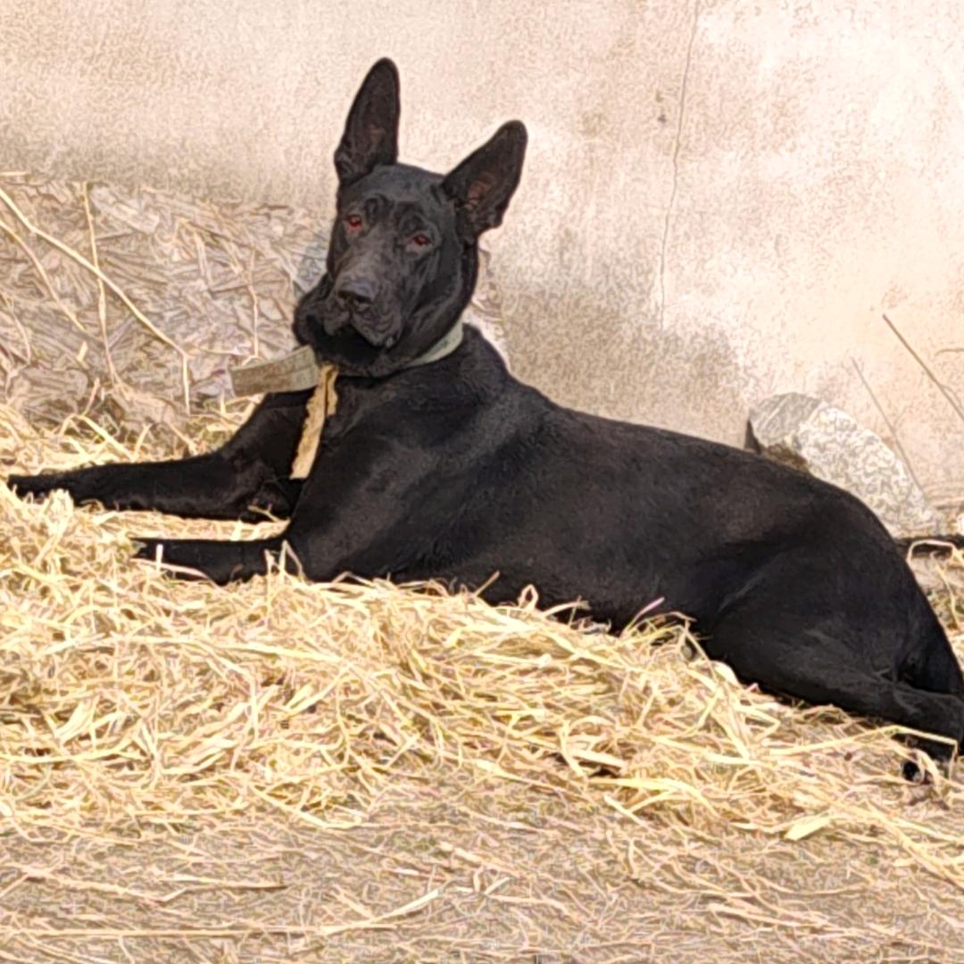 黑狼犬成长记录
