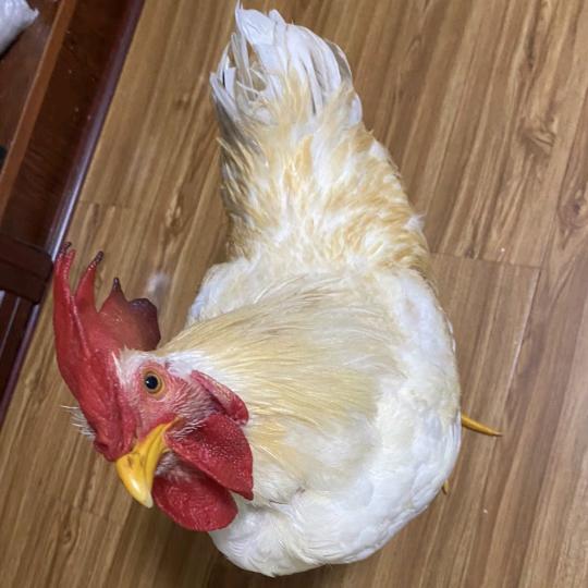 我啄啄啄🐔