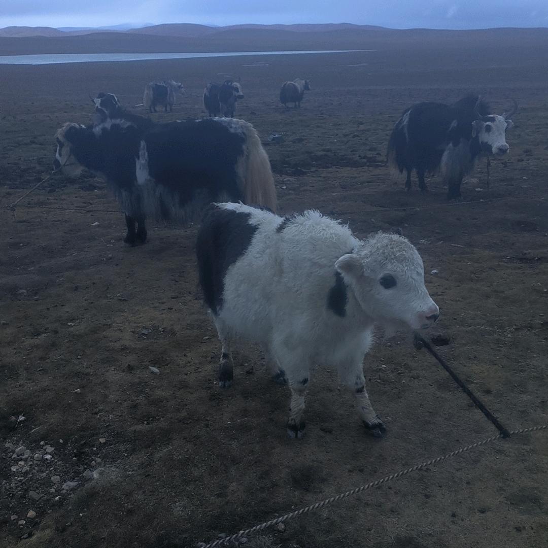 བོད