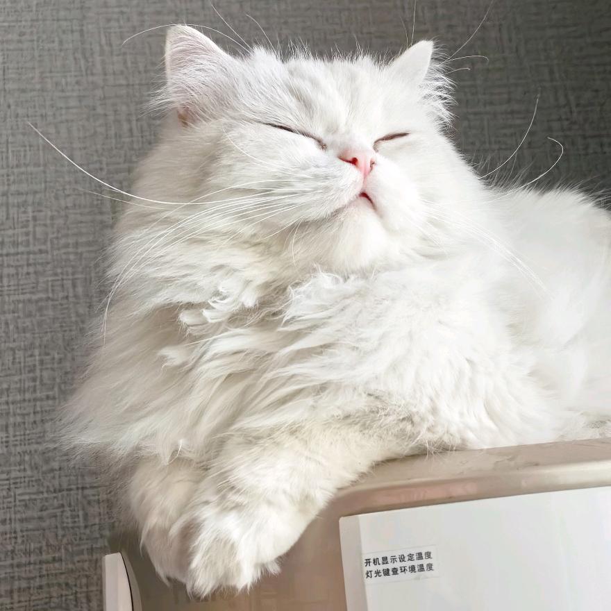 雪碧是只喵～～
