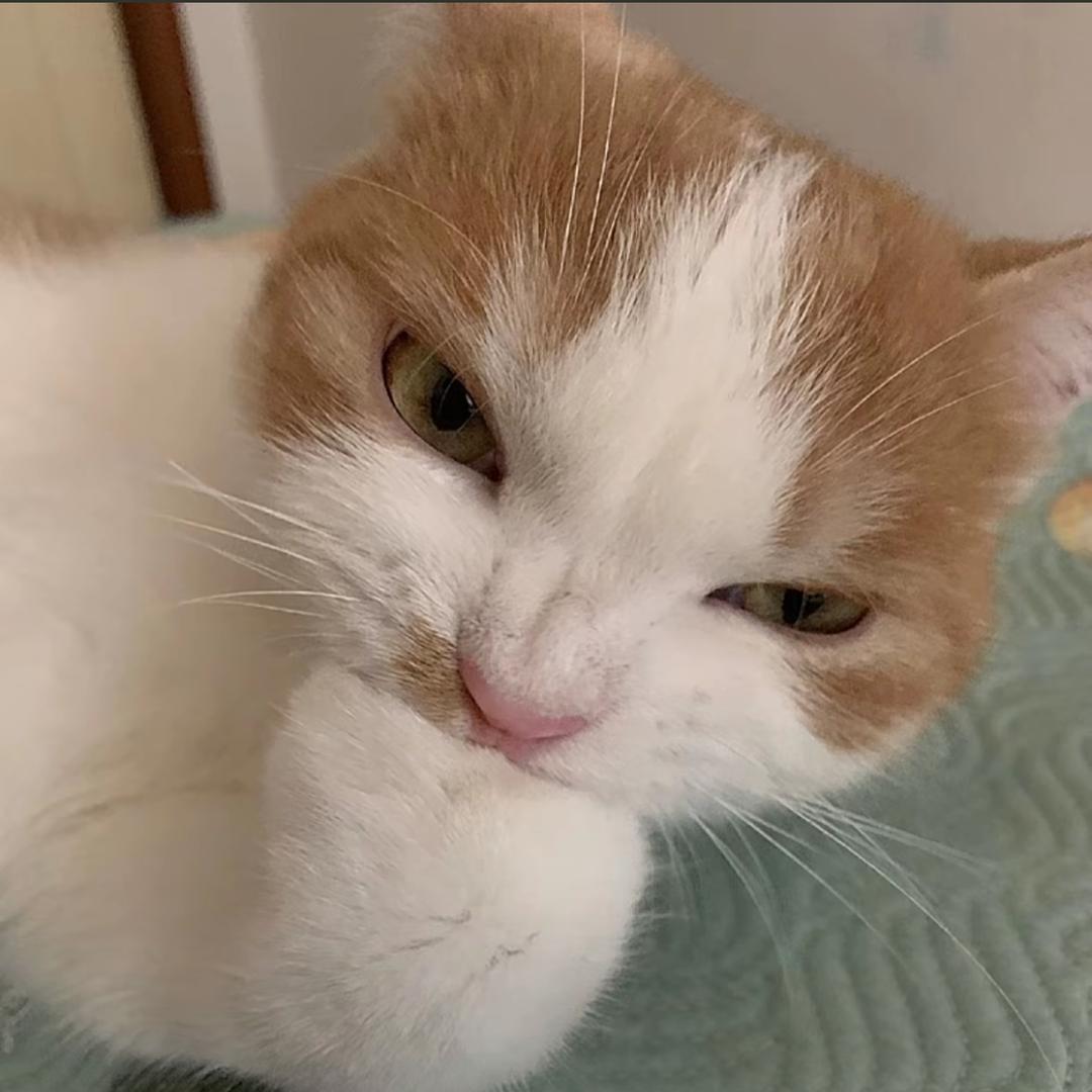 ᗦ↞◃不吃白不吃