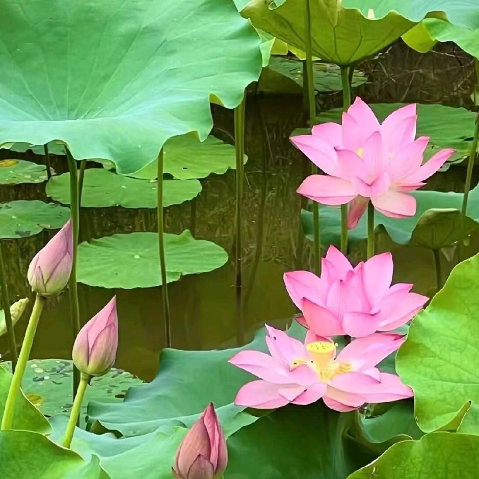 🇨🇳吉祥安康🇨🇳