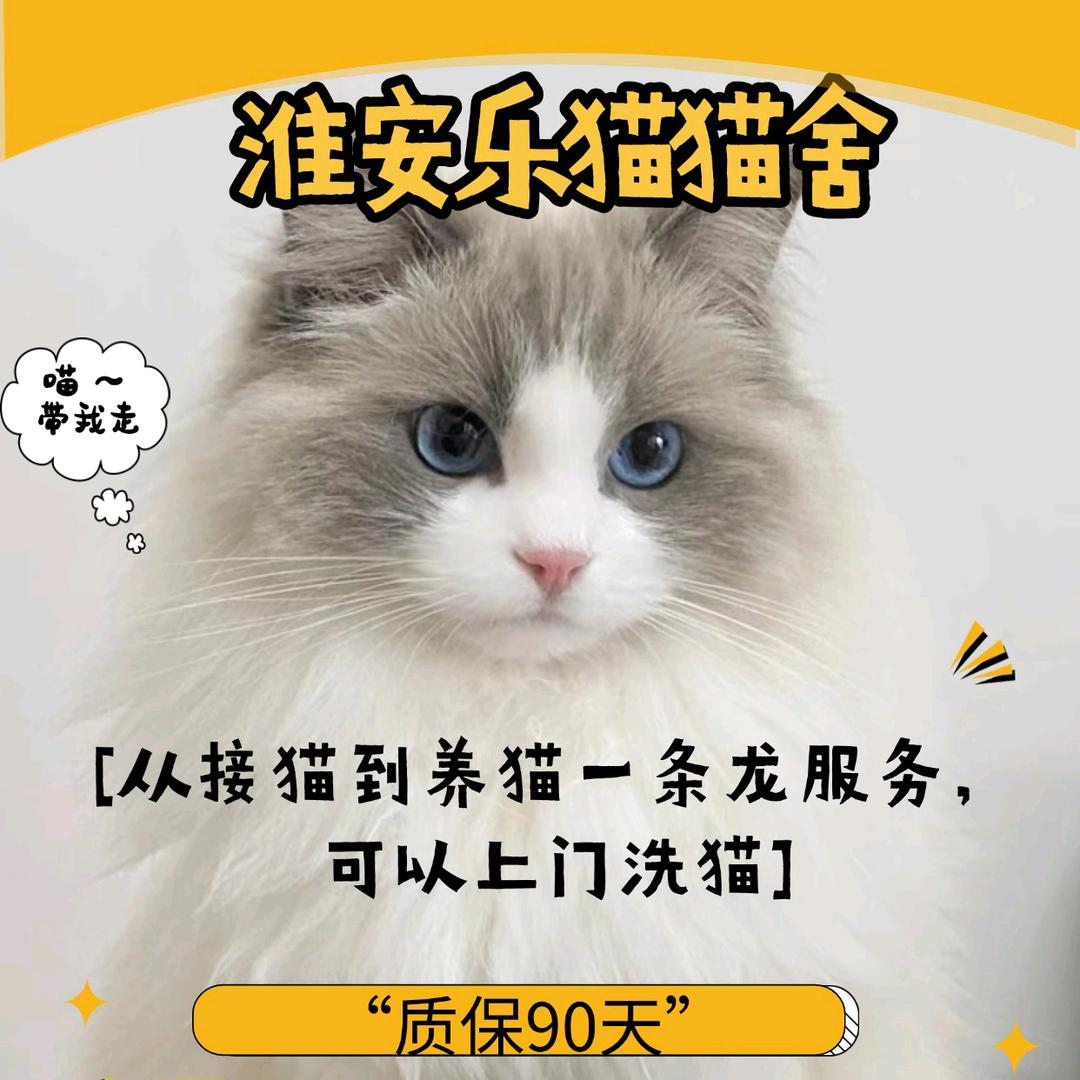 乐猫宠物精品店