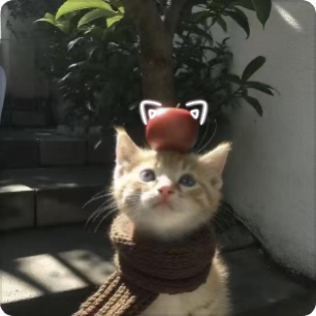 菜菜不是白菜