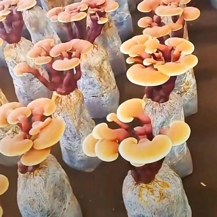 过客