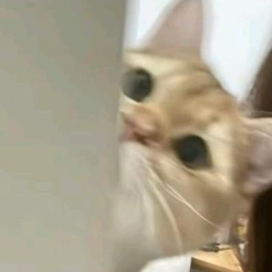 考拉大王.🐨