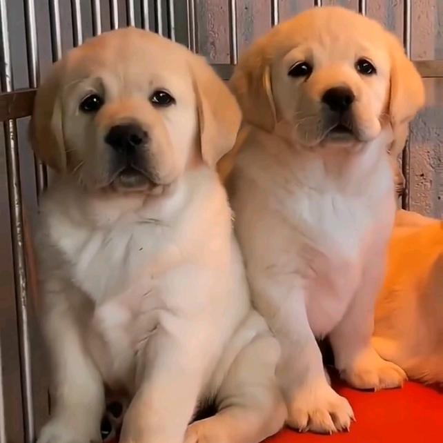 拉布拉多🐶