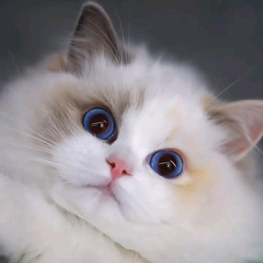@招财进宝