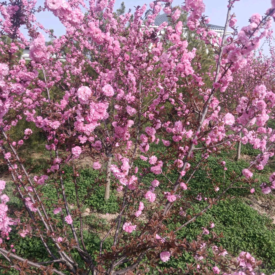 好人一生平安宋