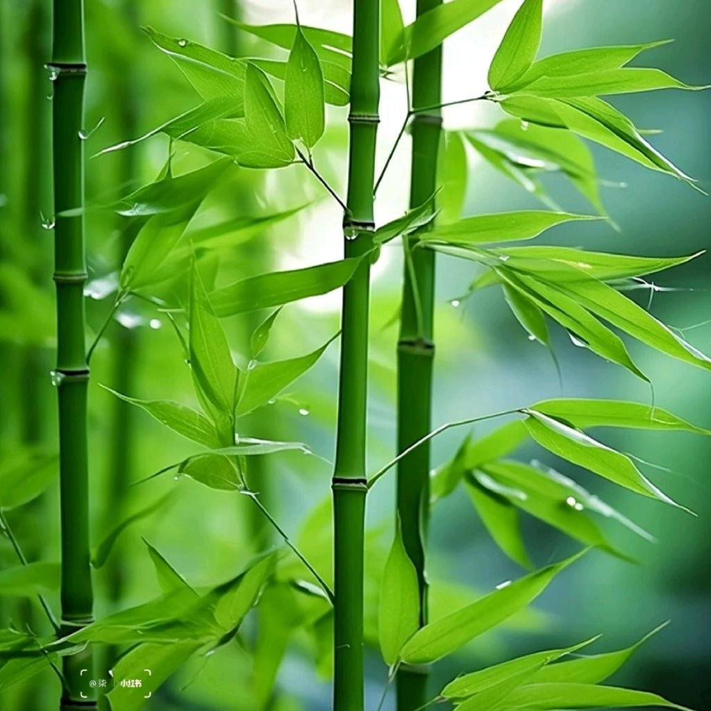 D琦怀