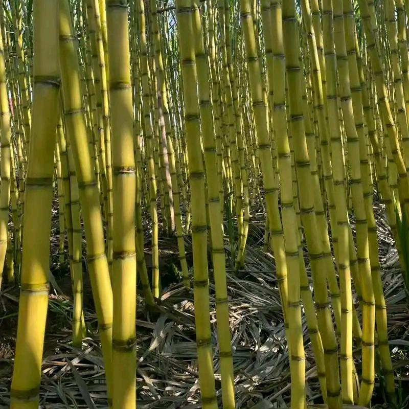 云南水果供应链–前行者