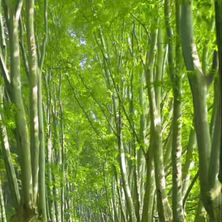 z赵菲