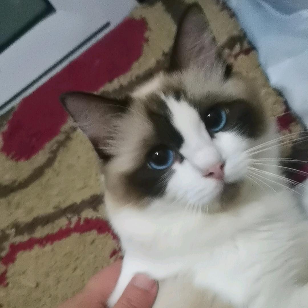 君哥