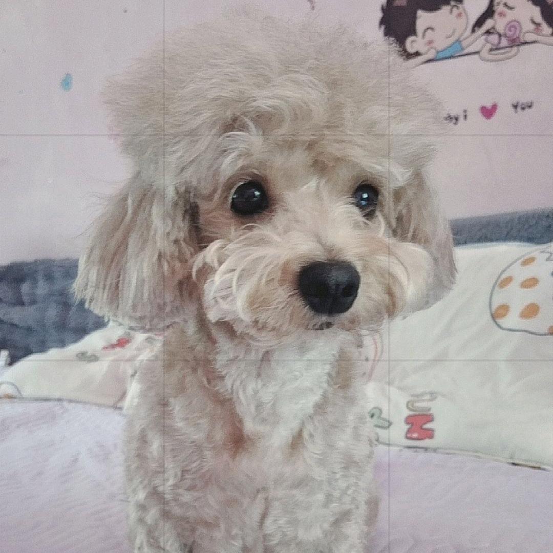多米✨是一只泰迪🐶