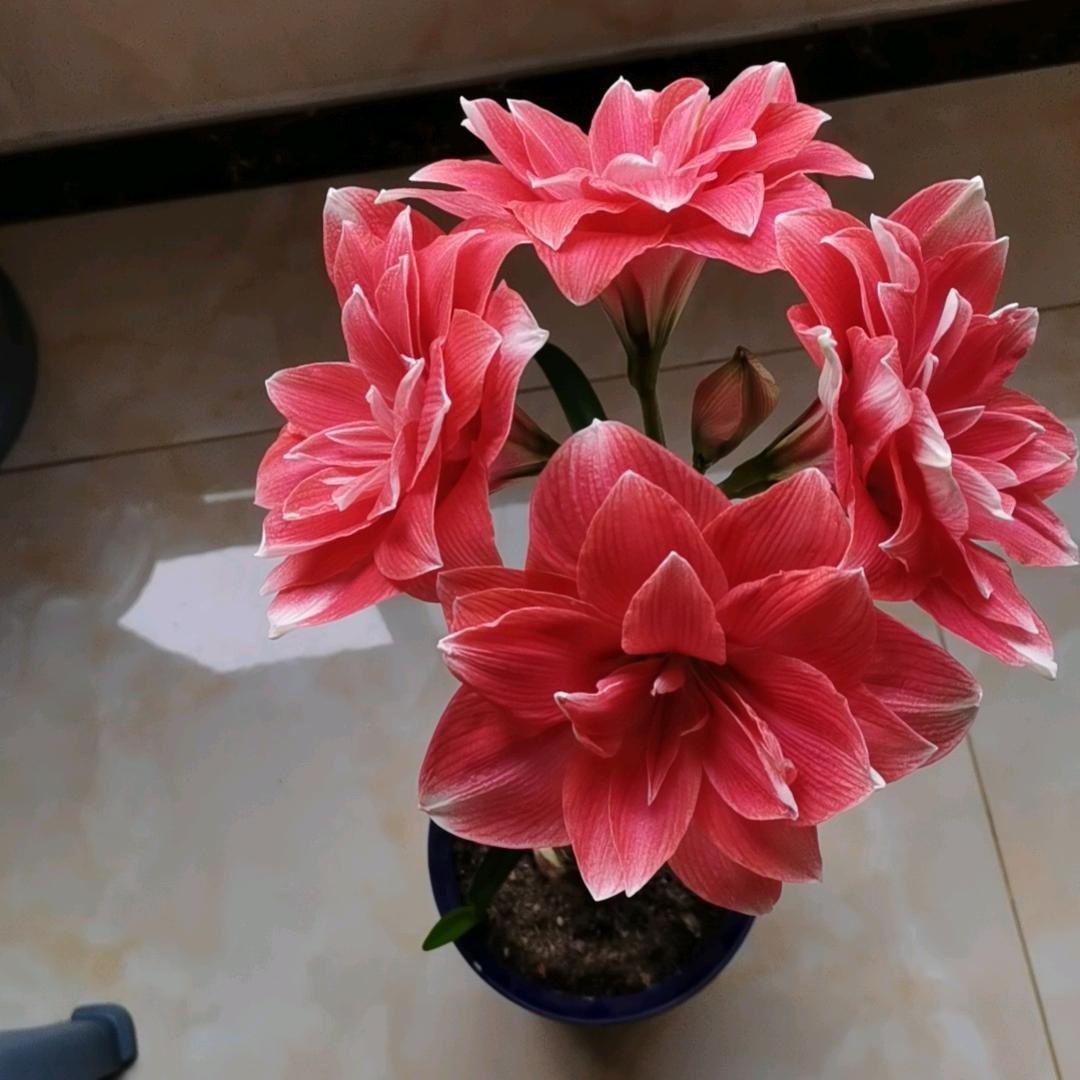 粉红色的花蕊