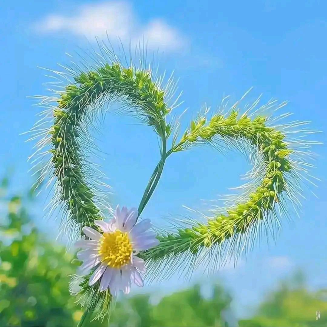 幸运草、悄然萌芽