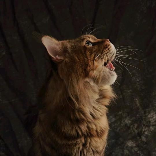 与雾