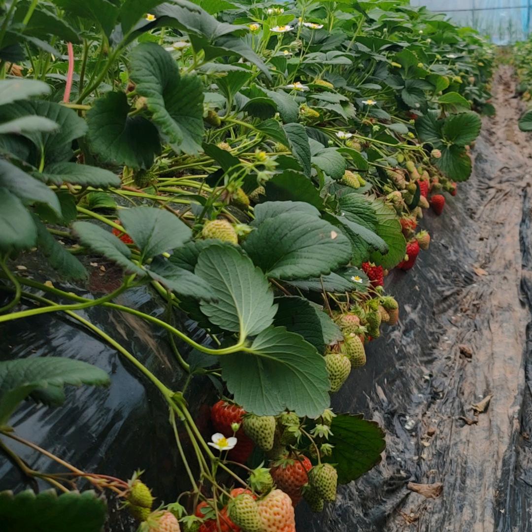 ꦿ᭄文ঞ鑫᭄🕊