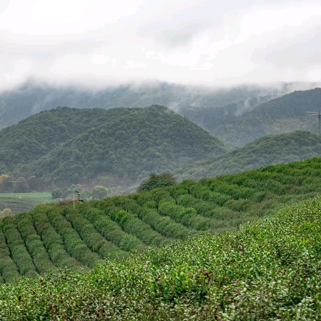 髙有材
