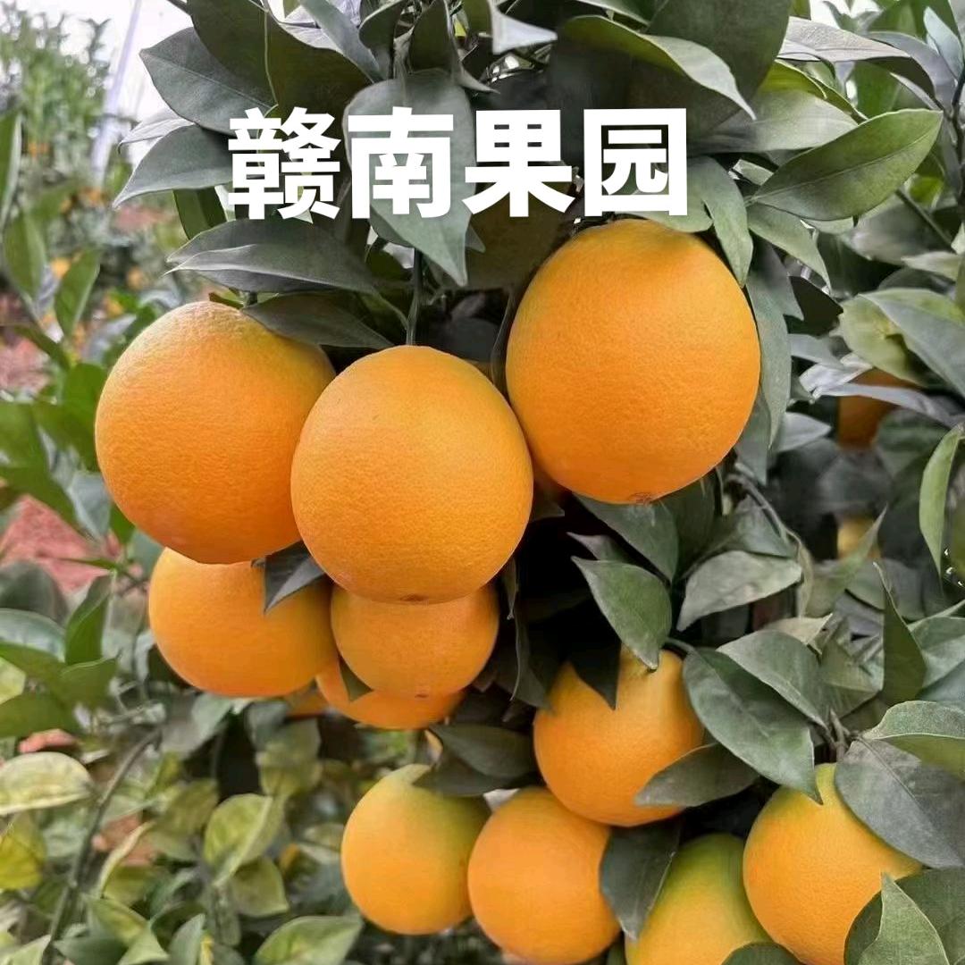 杰风赣南果园