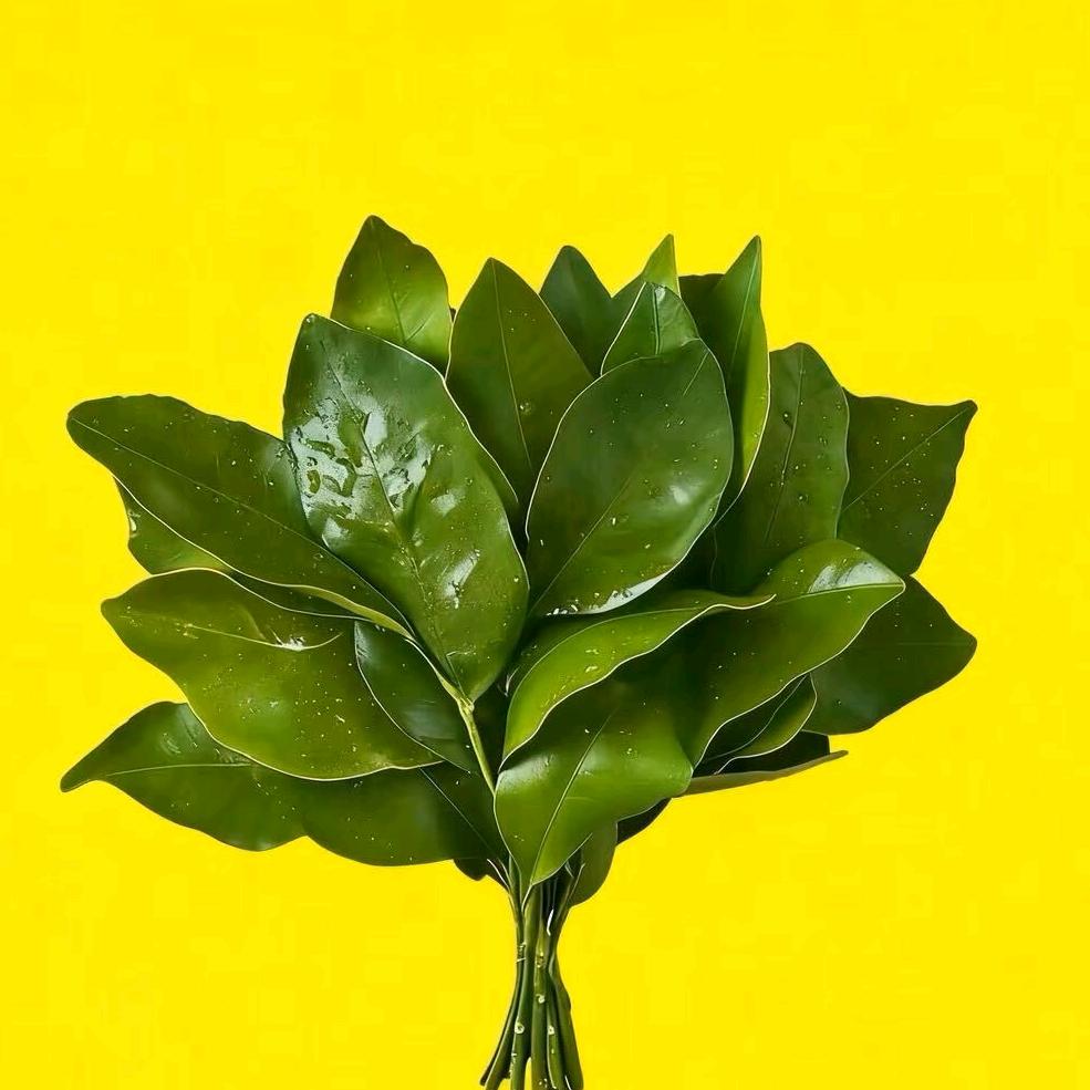 莉扬服饰     依美杨服饰