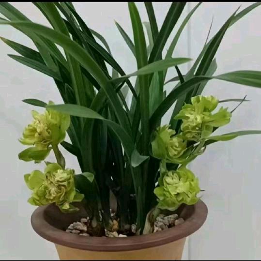 百惠文化