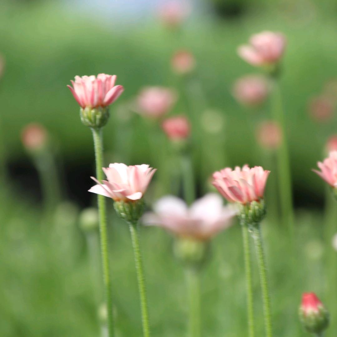 花屿诗花坊