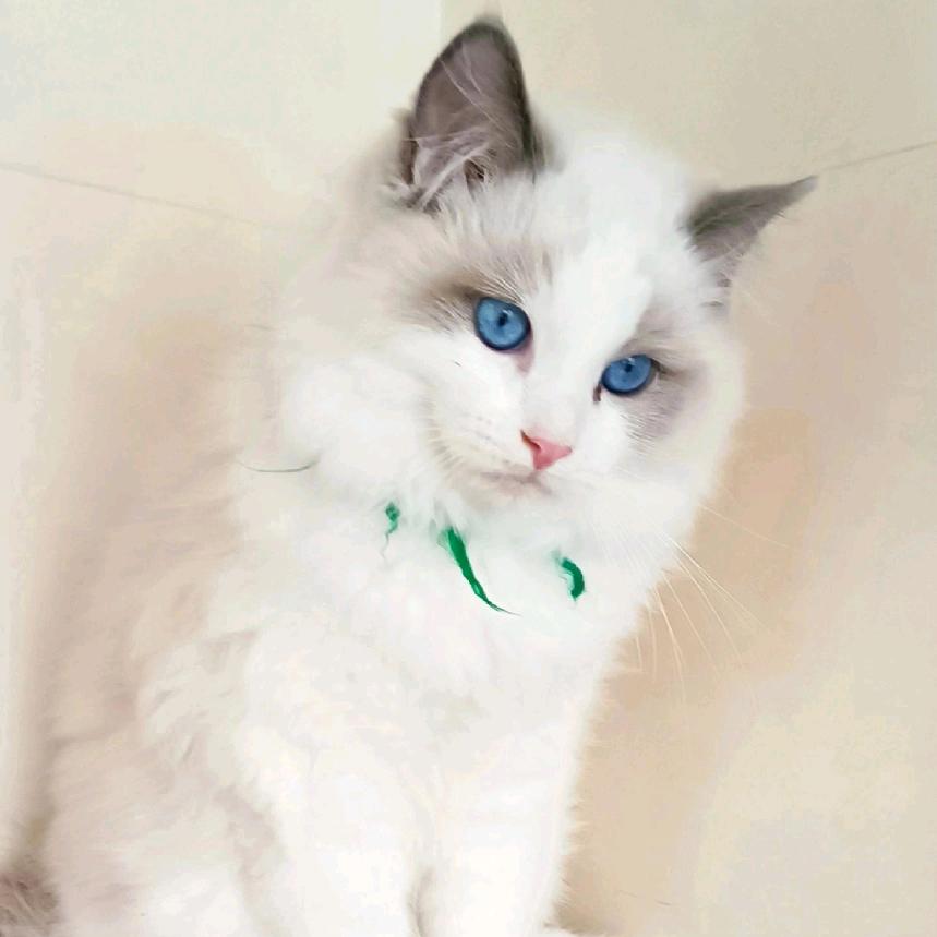 纯种粘人布偶猫